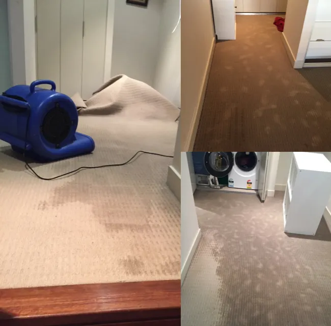Water-Damage-Carpet-Blue-Mountains