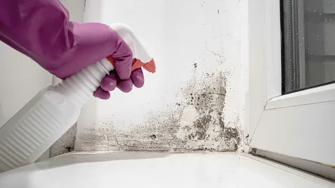 mould removal services Sydney